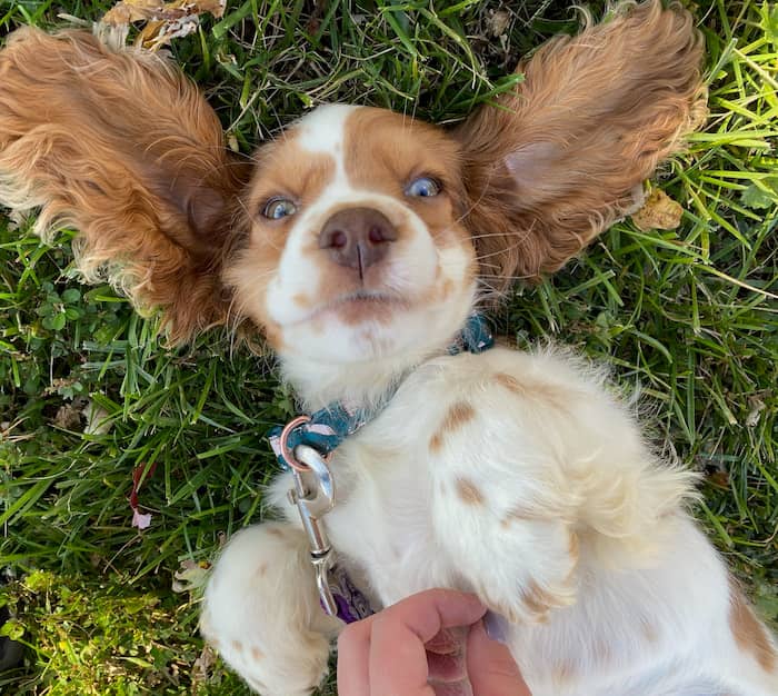 Puppy in the Grass