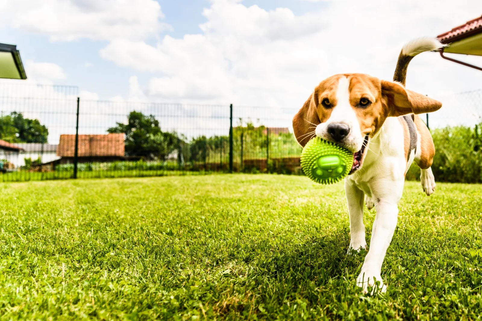 Cheap beagles sales for sale